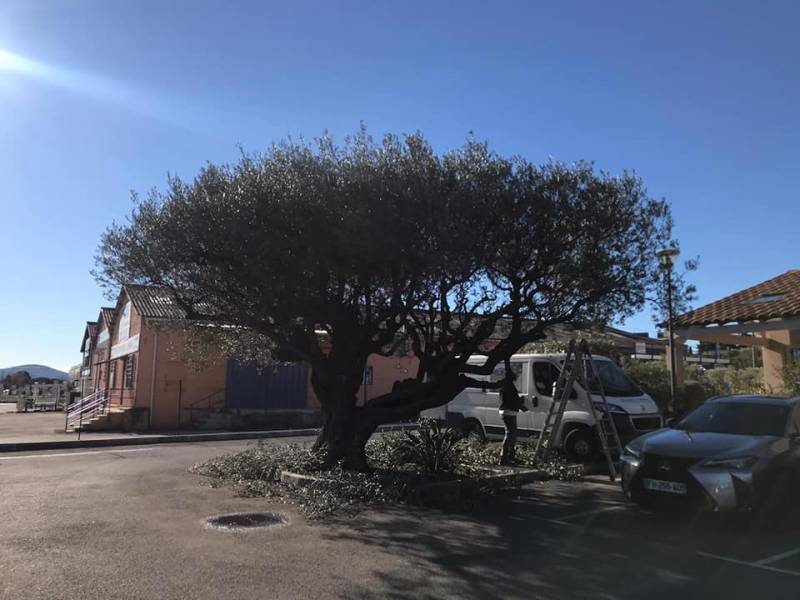 Olivier avant taille de formation à Solliés Ville 83