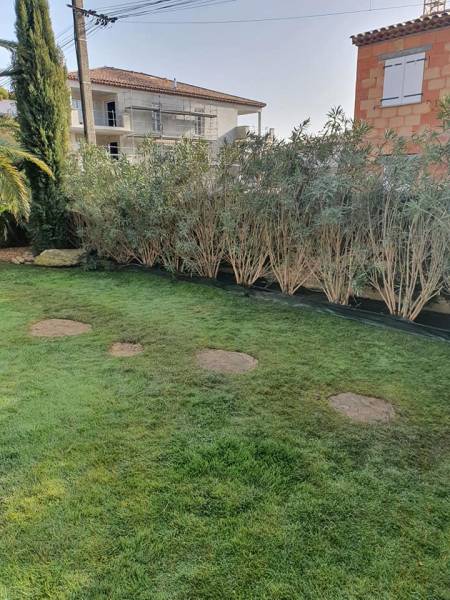 Haie de Laurier rose sur la Crau dans le département du Var