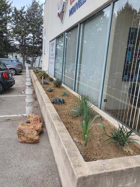 Plantation de différents cactus et plantes grasses