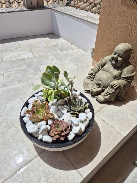 Plantation de cactées sur un balcon