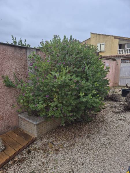 Taille arbustes jardin