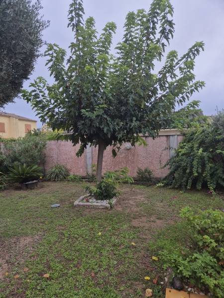 Taille d'entretien arbre jardin