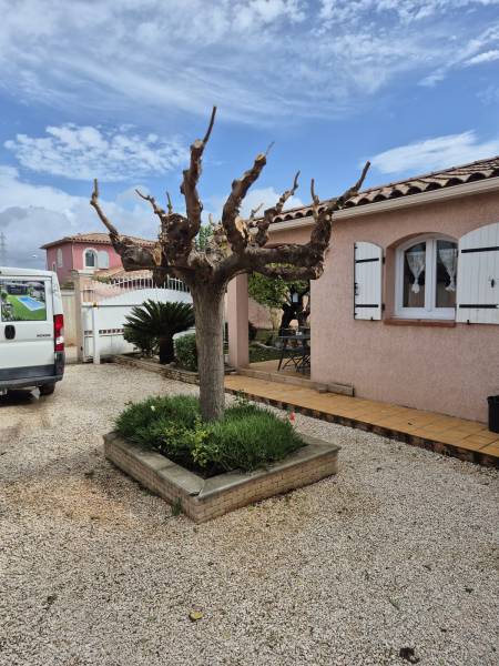 Taille platane murier en automne