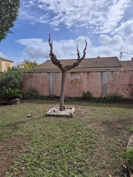 Taille des arbres avant l'hiver