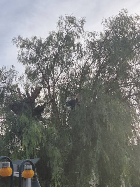 Faux poivrier en cours d'élagage