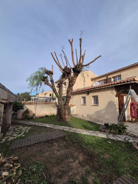 Faux poivrier taillé