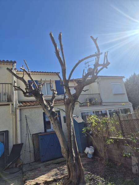 Après la taille de l'olivier