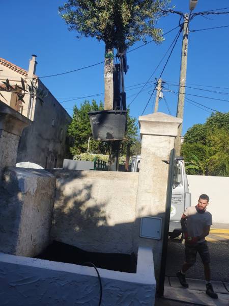 Plantation d'un Olivier