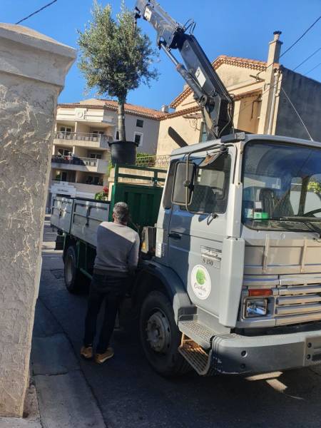 Livraison d'un Olivier à Toulon