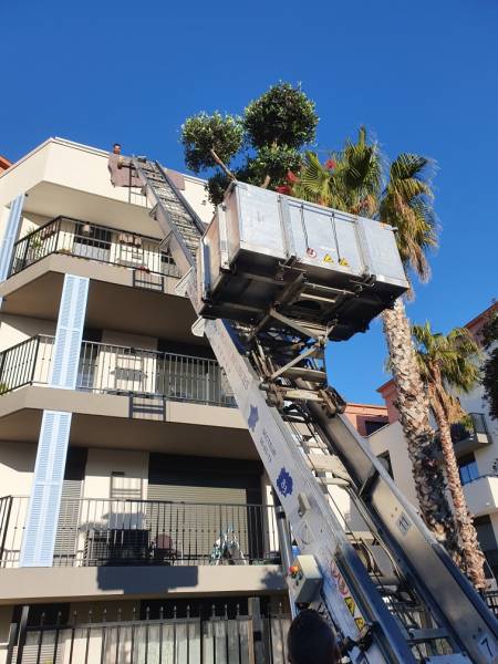 Livraison des plantes avec monte meuble hyères