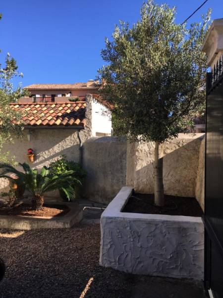 Olivier planté dans son bac à Toulon dans le département du Var