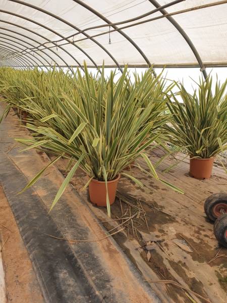 Phormium tenax Variegatum sur Hyères