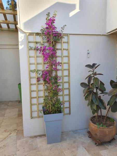 Treille en bois pour Bougainviliier à Hyères