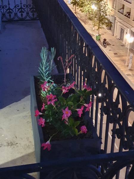 Plantes spéciales terrasse à Toulon