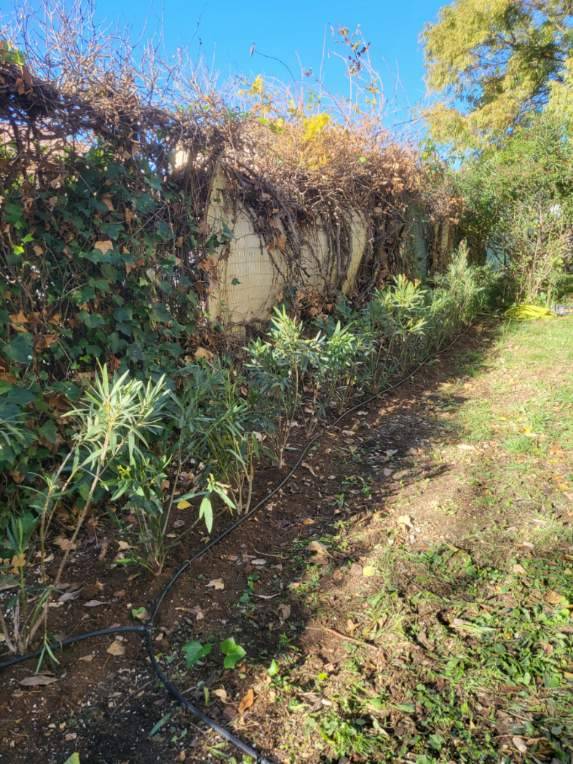 Devis pour planter une haie fleurie persistante en laurier rose à Hyères 83400