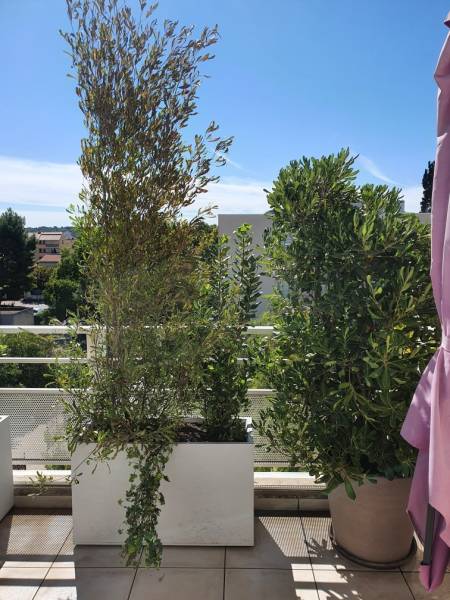 Végétalisation haute pour écran sur voisinage