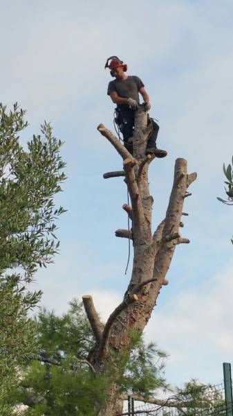 Abattage arbre à la cadière